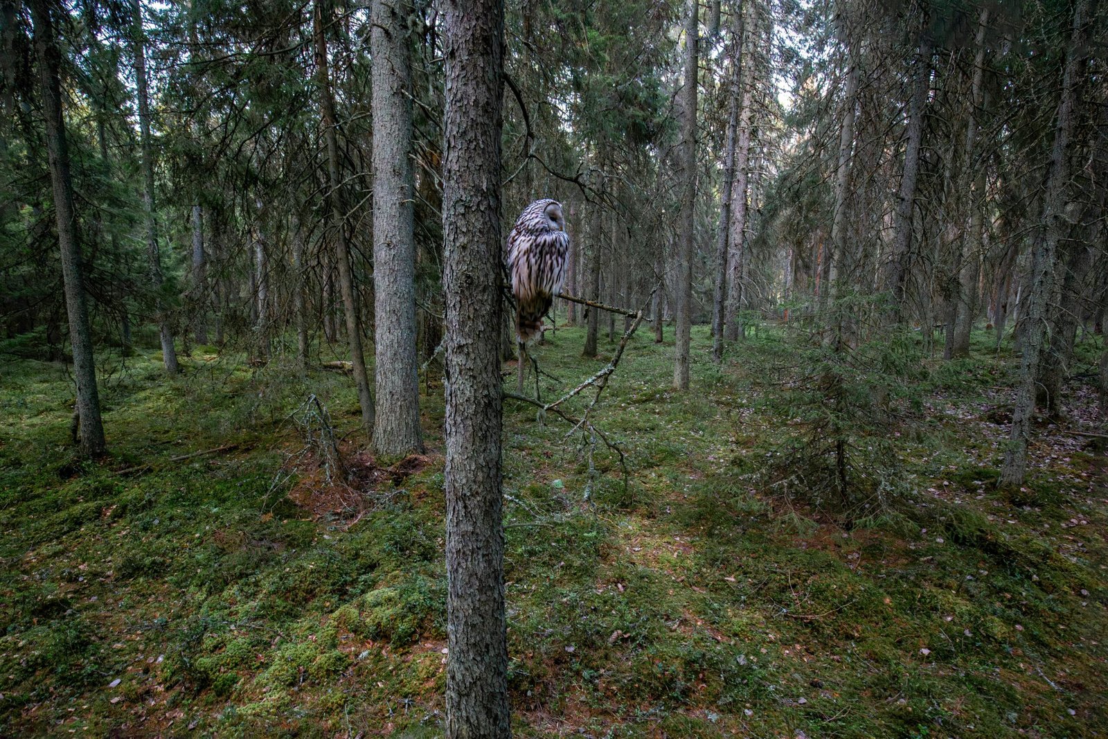 Owl Perching on a Tree in a Forest